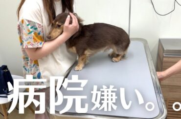 毎年の混合ワクチン接種は必要か？抗体検査の結果で接種するかを決めます！ただし狂犬病予防接種は義務です。