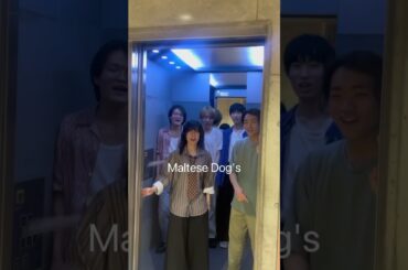🎤SHOBI MUSIC GP🎸 Maltese Dog'sアピール動画