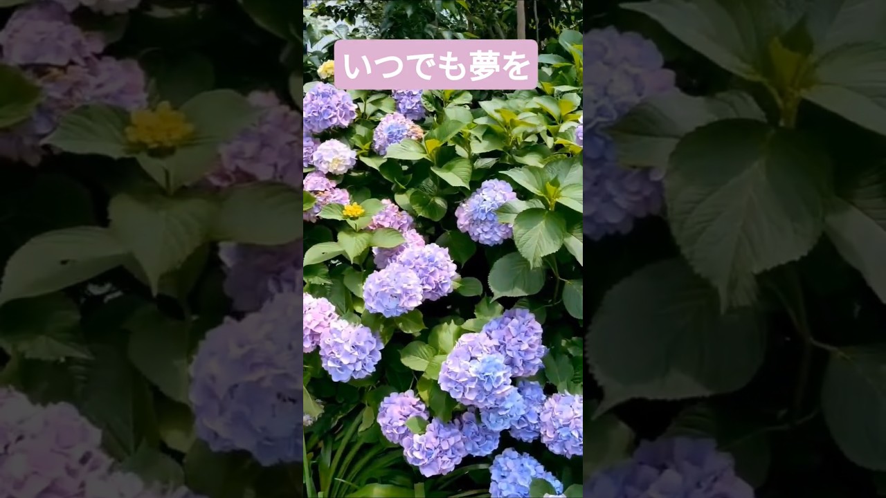 【いつでも夢を】吉永小百合と橋幸夫＃デュエット曲＃shorts＃昭和歌謡