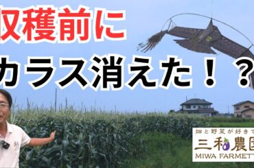 【衝撃の対策】もうカラスに食わせない！“カイト鷹”でトウモロコシを守れ！（2025.7.10）