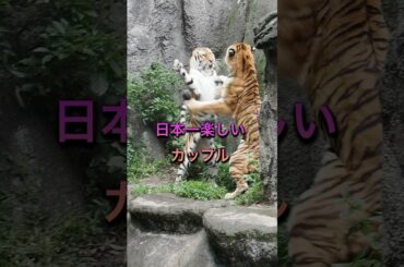 日本一楽しいカップル💕【はまzooのソーン＆ローラ】 #はまzoo  #のんほいパーク #福岡市動物園  #円山動物園  #旭山動物園 #ソーン  #ローラ #トラ