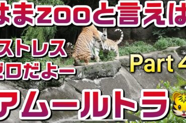 はまzooと言えばアムールトラ🐯【ソーン&ローラPart ４】 #はまzoo #のんほいパーク  #ローラ #ソーン  #同居 #キリル一族 #旭山動物園 #円山動物園 #福岡市動物園  #トラ
