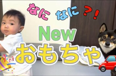黒柴犬と0才児の新しい生活【黒柴すずとぼく日記】#175
