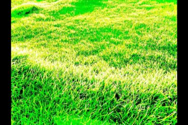 メロンの切り目/細川ふみえ