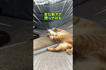 チャイさんの暮らし129。