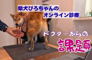 この柴犬のオンライン診療でドクターが飼い主に出した課題が衝撃的過ぎた！