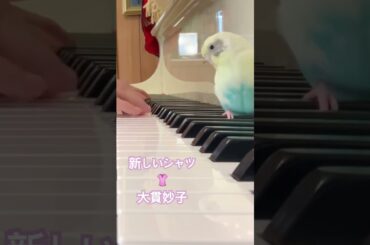 新しいシャツ  #大貫妙子 #原田知世#ピアノ #セキセイインコ