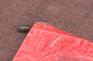 金色のダンゴムシ（変異種ではないか）　2025/7/18東京ディズニーシーにて撮影