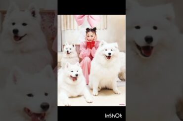 鈴木えみ、念願のサモエドカフェへ行く。ペースを合わせて心が通う、動物との向き合い方