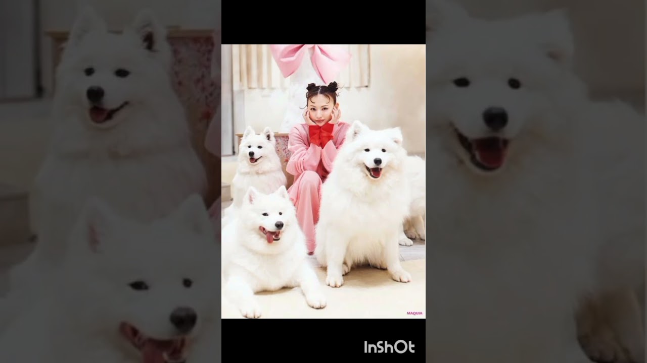 鈴木えみ、念願のサモエドカフェへ行く。ペースを合わせて心が通う、動物との向き合い方 鈴木えみ、念願のサモエドカフェへ行く。ペースを合わせて心が通う、動物との向き合い方