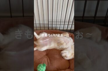 チワワ 爆睡中！ #チワワ #子犬 #Shorts