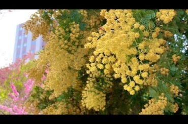 [Apex ]～切れた3禁酒☆day、連休みなさん何してる？？～カジュアルランクエペ