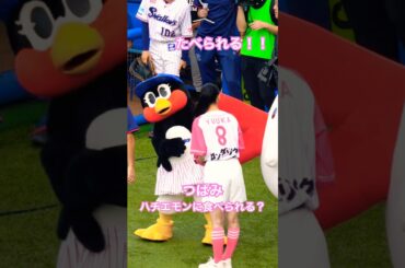つばみ　ハチエモンに食べられちゃう！？　#つばみ #つばみちゃん #ハチエモン #菅井友香 #swallows #ロンダリング