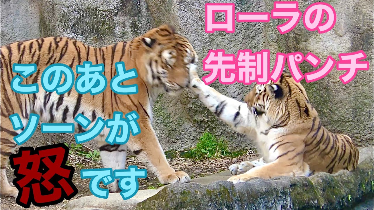 ローラちゃんがソーンくんを怒らせたようです【浜松市動物園】Amur tiger Lora-chan Son-kun Hamamatsu Zoo