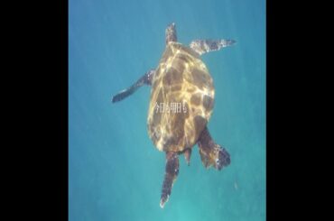 #shorts 🎐ユーミン'83 「ずっとそばに-Always By Your Side-」resifa respect cover ^_−☆