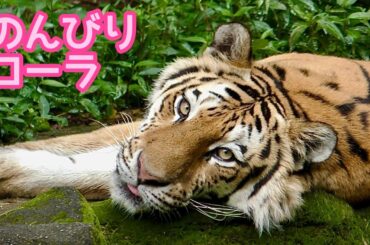 アムールトラ　ローラちゃん　日陰でお昼寝です【浜松市動物園】Amur tiger Lora-chan Hamamatsu Zoo