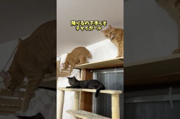 チャイさんの暮らし92。#保護猫