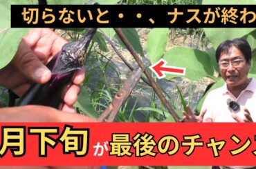 7月下旬にやらないと手遅れ！ナスが枯れる前に“ここ”を切れ（2025.7.21）
