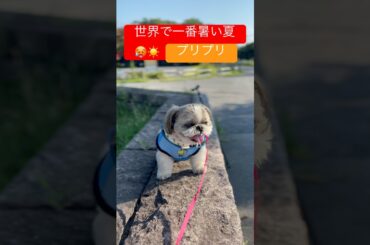 #世界で一番暑い夏#プリンセスプリンセス #岸谷香#jpop#奥居香#jpopsong #jpops #music #shihtzu #shihtzus #shihtzu #ガールズバンド