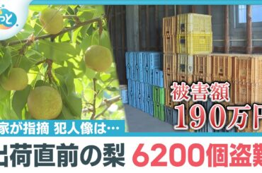【独自】「目を疑った…」梨6200個盗まれる…被害者が語る怒り【ぎゅっと】（2025年7月24日ＯＡ）