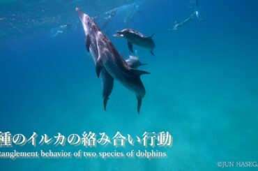 オーシャナ・バハマ特集 2種のイルカの絡み合い行動