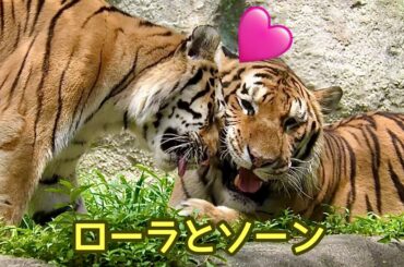 アムールトラ　愛情あふれるローラちゃんとあまり動かないソーンくん【浜松市動物園】Amur tiger Lora-chan Son-kun Hamamatsu Zoo