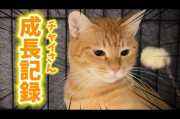 チャイさんの成長記録④