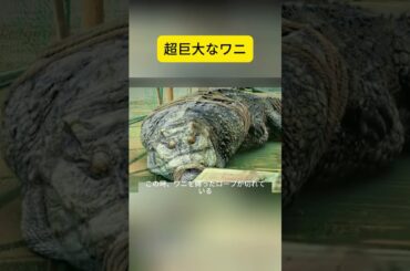 超巨大なワニ  #映画紹介 #shorts #映画解説