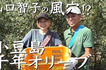 千年オリーブテラス　樹齢千年のオリーヴ大樹