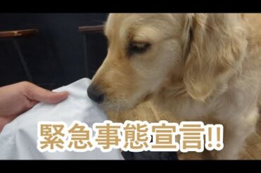 緊急事態宣言。ゴールデンレトリバーティト