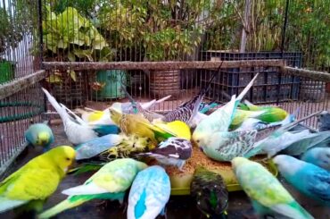 💎 高額取引される変異色10種🌸 飼育する価値はある？💰