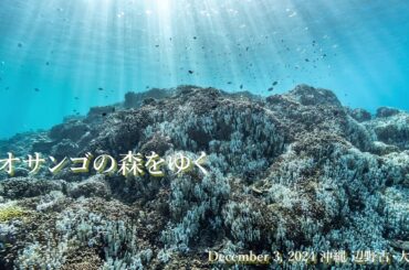 アオサンゴの森をゆく December 3, 2024 沖縄 辺野古・大浦湾