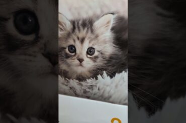 西城秀樹🎼傷だらけのローラ/COVERbyア・カペラDUMMY