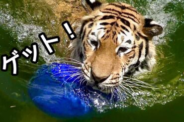 アムールトラ　ローラちゃん　獲物をゲットしました【浜松市動物園】Amur tiger Lora-chan Hamamatsu Zoo