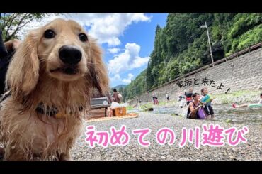 【川遊び】ミニチュアダックスチャイを川遊びに連れて行ってみた