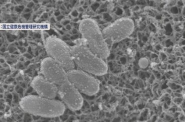 新型コロナ感染者が６週連続で増加　２７日までの１週間に２１７人