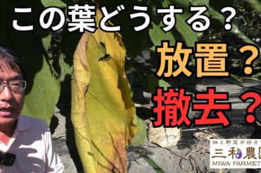 ナスの葉が黄色くなったら“すぐ切る”？放置？正しい見極め方とは（2025.7.28）