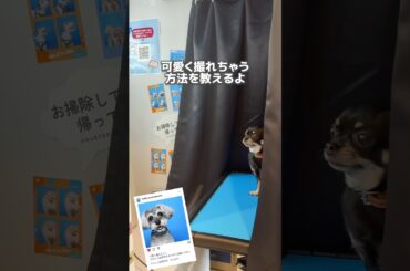 「わんこ証明写真」待望の期間限定設置✨✨