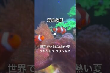 海水水槽✖ #世界でいちばん熱い夏 # プリンセスプリンセス/ #奥井香 #岸谷香 #PRINCESS #ダイアモンド #プリプリ #1987