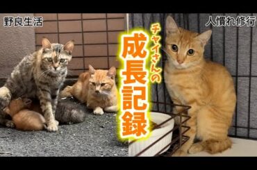 チャイさんの成長記録①(保護編)
