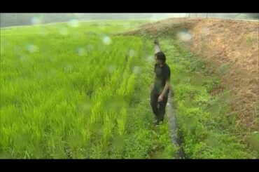 水不足の新潟県で久しぶりの雨  稲作農家は期待の声「うれしい。長く降って」 低地の浸水や河川の増水には注意を (25/08/05 12:26)