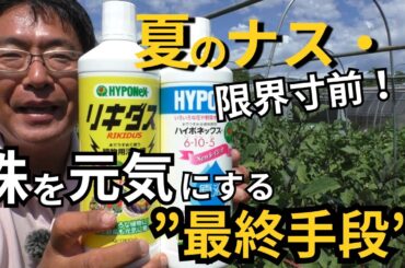 【夏バテ注意】ナスの収穫量が激減…“復活の裏ワザ”教えます！液肥と活力剤の最強コンビ！（2025.8.2）