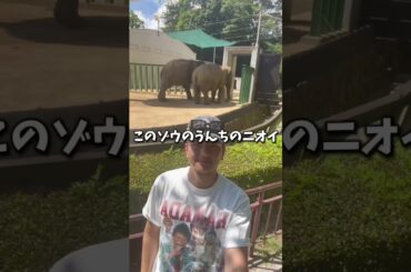 浜田さんと鈴木杏樹さんが匂った「ゾウのうんち」僕も匂ってきました！#ごぶごぶ #浜田雅功 #水曜のダウンタウン #大阪グルメ #松本人志  #ダウンタウン #ガキの使い #鈴木杏樹 #王子動物園