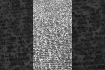 ⒋👥君ノカケラ 夏目友人帳 中 孝介 宮本　笑里 いしわたり淳治 遠藤慎吾 #君ノカケラ #夏目友人帳 #中孝介 #宮本笑里 #いしわたり淳治 #遠藤慎吾