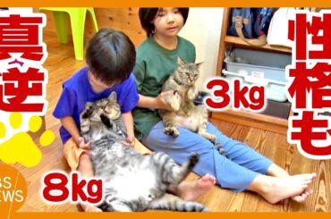 体も態度も大きい猫「プレジデント」　新たな家族に子猫が加わり態度も変化！？　体重8キロと3キロ、性格も真逆の“でこぼこコンビ”