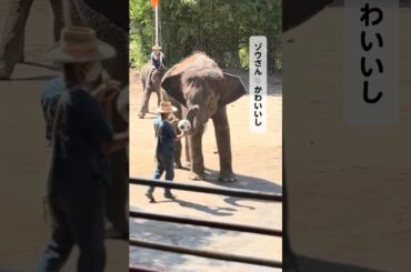 【大好評プラン】2025年 コムローイツアー 販売開始！！｜トラベルスタンダードジャパン