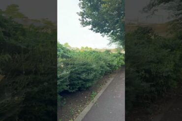 ⑤ 🏞️ 君ノカケラ 夏目友人帳 中 孝介 宮本　笑里 いしわたり淳治 遠藤慎吾 #君ノカケラ #夏目友人帳 #中孝介 #宮本笑里 #いしわたり淳治 #遠藤慎吾