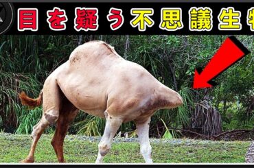 世界で最も驚くべき変異動物10種！真っ白な片目のサメからサル顔の子豚まで…1位の衝撃映像に科学者も震え上がった！
