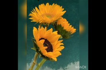 SUMMER EYES(元歌:菊池桃子さん)／ひろみ