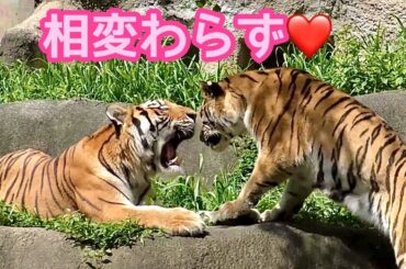 ソーンくんとローラちゃんは相変わらずのなかよしさんです【浜松市動物園】Amur tiger Son-kun Lora-chan Hamamatsu Zoo